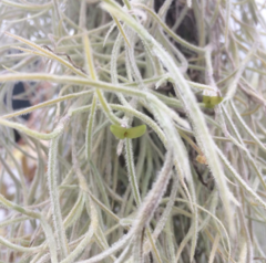 Tillandsia usnoides en internet