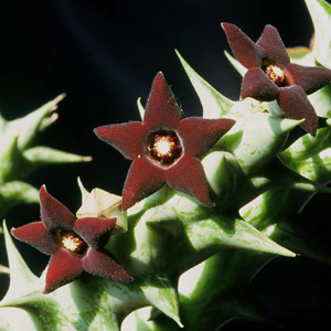 Caralluma hesperidum