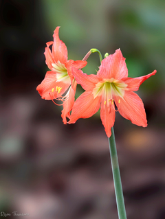 Hemerocallis puniceum - comprar en línea
