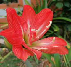 Hippeastrum 'Victor Hugo' en internet
