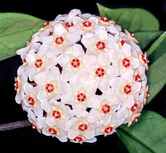 Hoya carnosa - comprar en línea