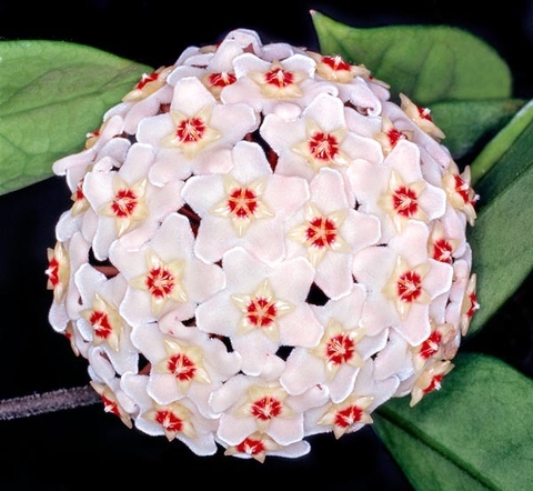 Hoya carnosa
