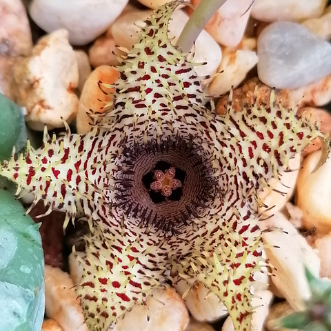 Huernia hystrix "Clon 1"