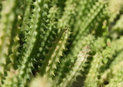 Huernia macrocarpa - comprar en línea