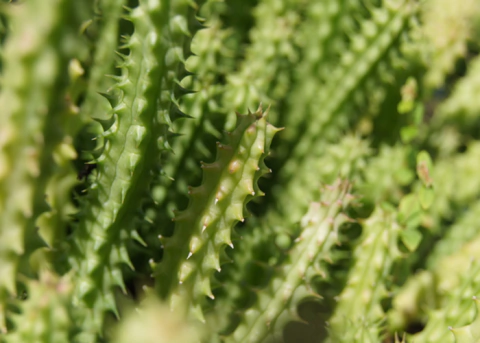 Huernia macrocarpa