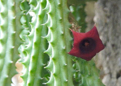 Huernia macrocarpa en internet
