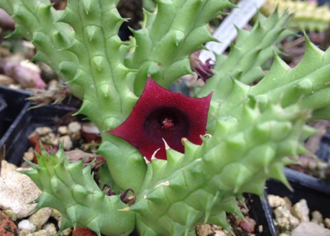 Huernia macrocarpa