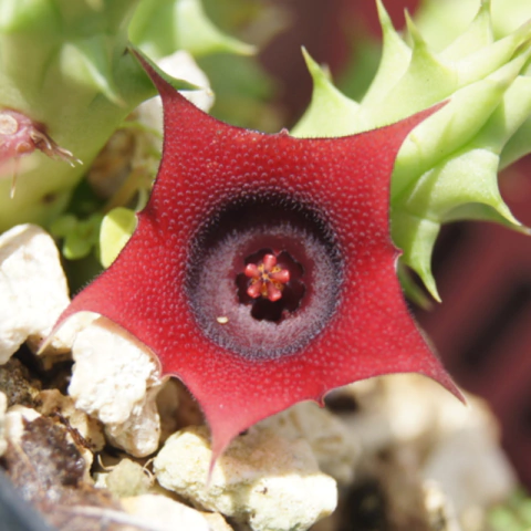 Huernia macrocarpa