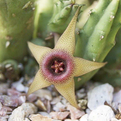 Huernia procumbens