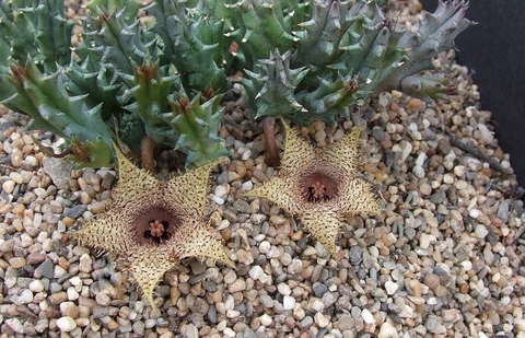 Huernia hystrix "Clon 1"