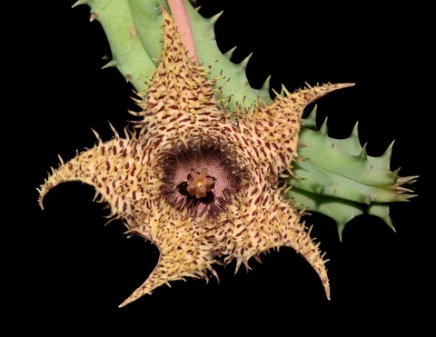 Huernia hystrix "Clon 1"