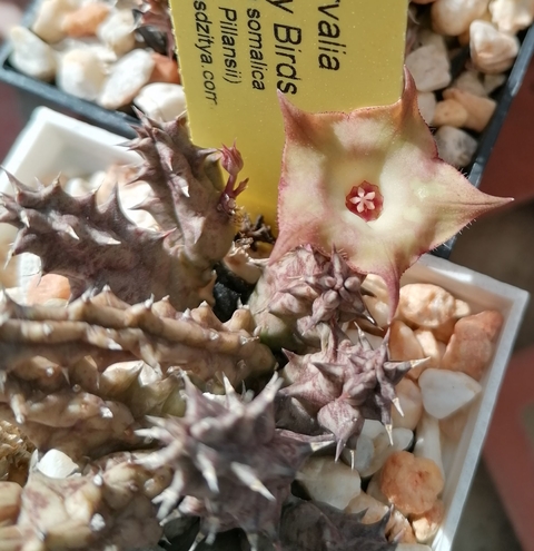 Huervalia 'Pointy Birds'