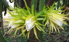 Hylocereus undatus - comprar en línea