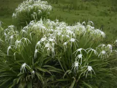 Hymenocallis littoralis - comprar en línea