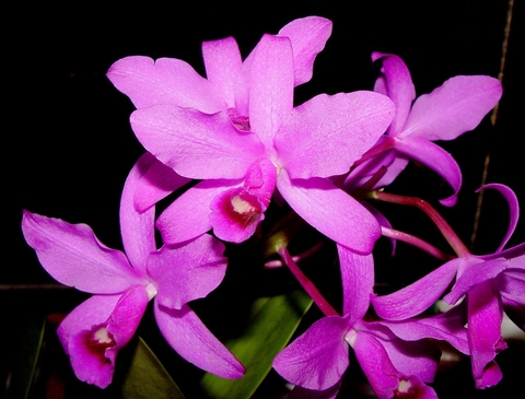 Guarianthes bowringiana