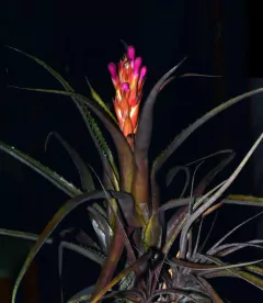 Aechmea recurvata en internet