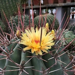 Ferocactus rectispinus