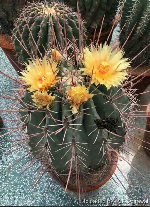 Ferocactus rectispinus