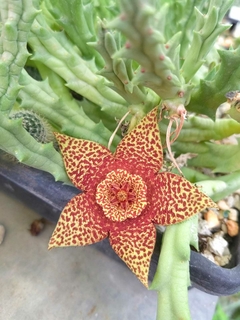 Orbea variegata 'La Chida' en internet