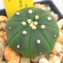 Astrophytum asterias (nudum x Akabana) en internet