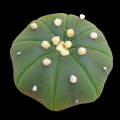 Astrophytum asterias (nudum x Akabana) - comprar en línea