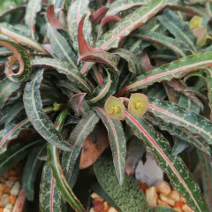 Euphorbia francoisii