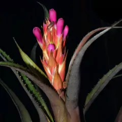 Aechmea recurvata