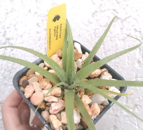 Aechmea recurvata