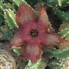 Stapelia asterias