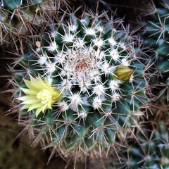 Mammillaria voburnensis voburnensis