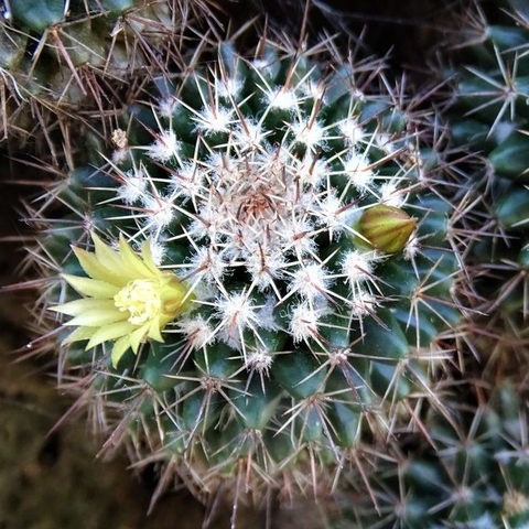 Mammillaria voburnensis voburnensis