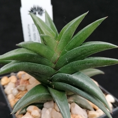 Haworthia pungens vel aff.