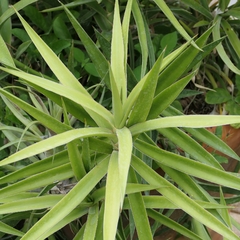 Sansevieria bagamoyensis