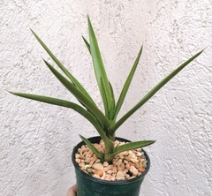 Sansevieria bagamoyensis - comprar en línea