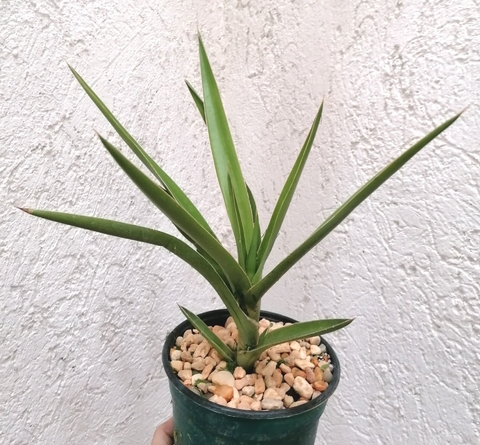 Sansevieria bagamoyensis