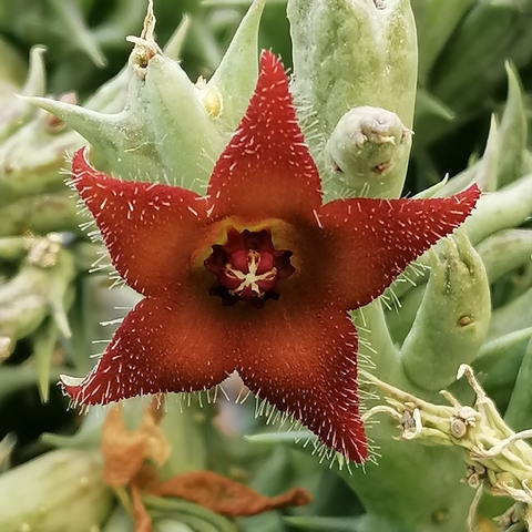 Surtido de Stapelioides
