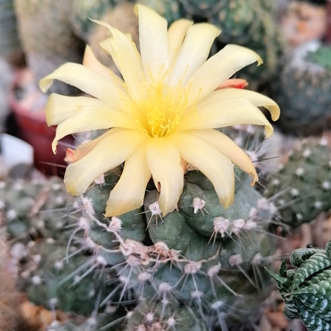 Copiapoa hypogaea barquitensis