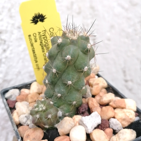 Copiapoa hypogaea barquitensis