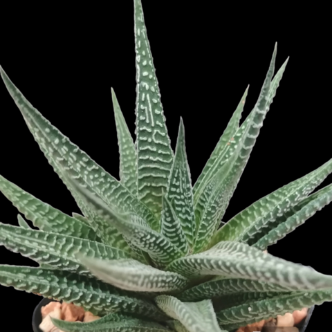Tulisworthiopsis 'Dzityá'