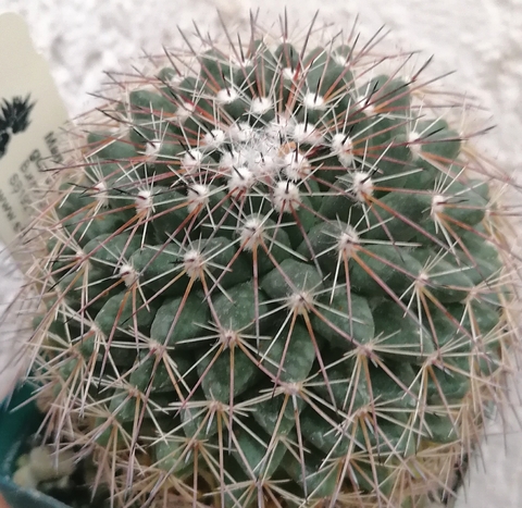 Mammillaria gummifera