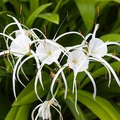 Hymenocallis littoralis