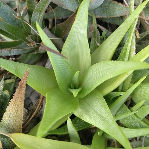 Aloe manandonae