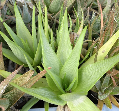 Aloe manandonae