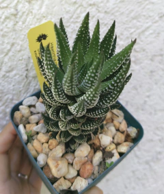 Haworthia reinwardtii chalumnensis en internet