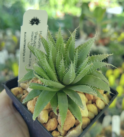 Haworthia 'Pelusa'