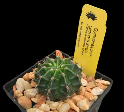 Gymnocalycium 'Leonor Strain'