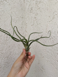 Tillandsia bulbosa en internet