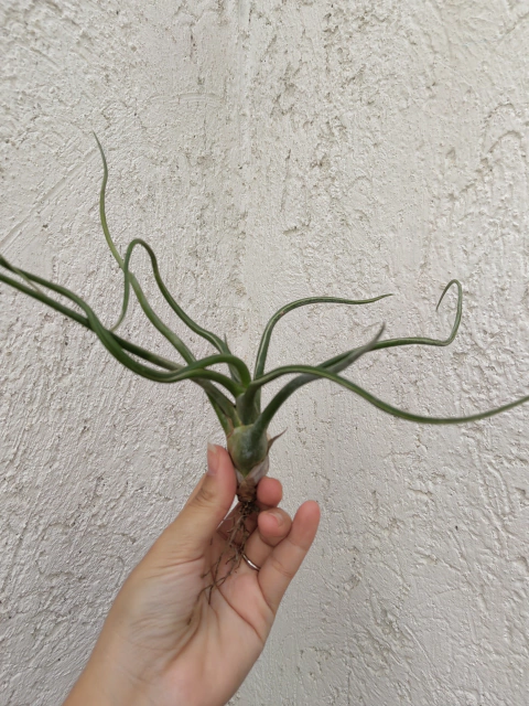 Tillandsia bulbosa
