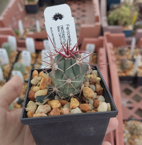 Ferocactus rectispinus