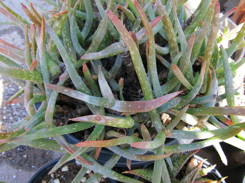 Aloe jacksonii